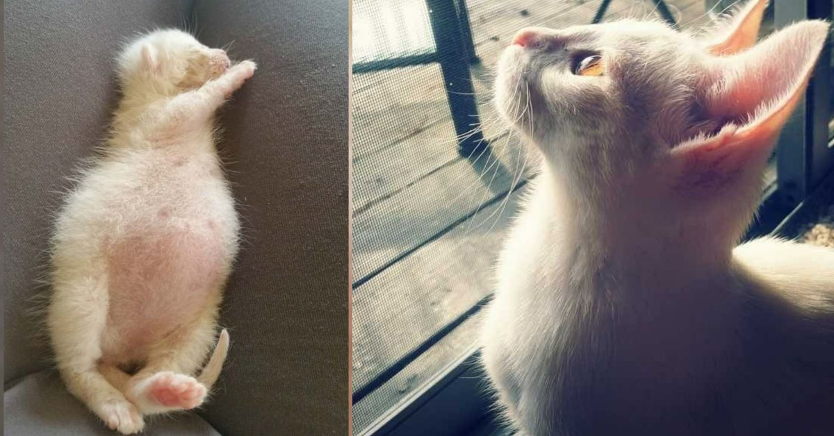 Ollie: il gattino salvato ad un giorno di vita