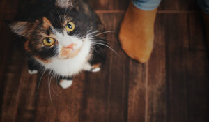 I croccantini fanno male ai gatti