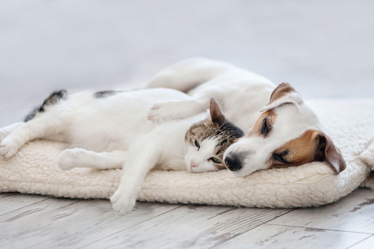 cane e gatto su cuscino bianco