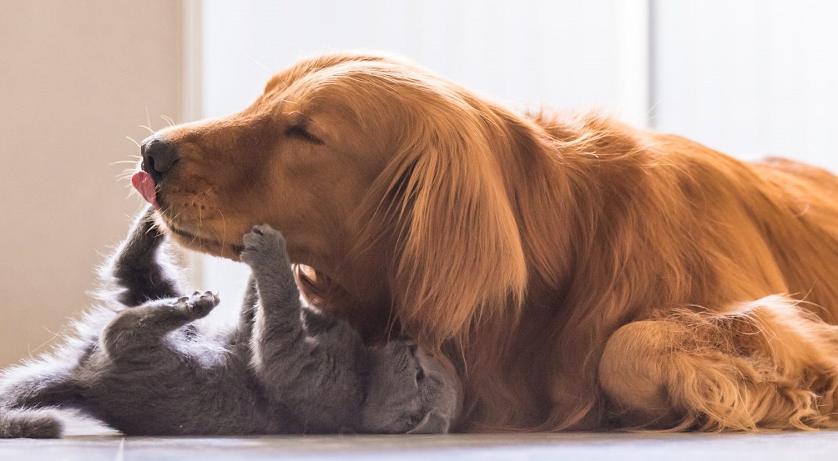 cane e gattino che giocano