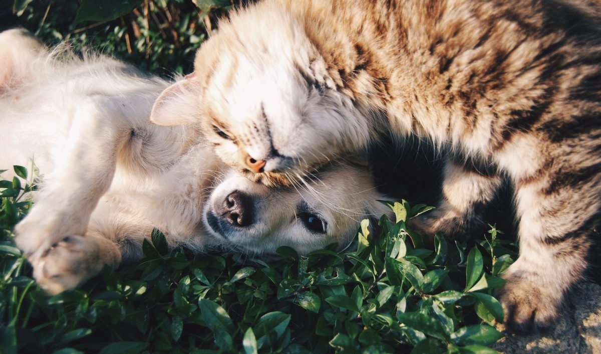 cane e gatto su un prato