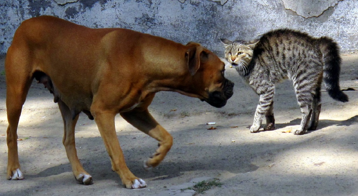 cane e gatto ostili per strada