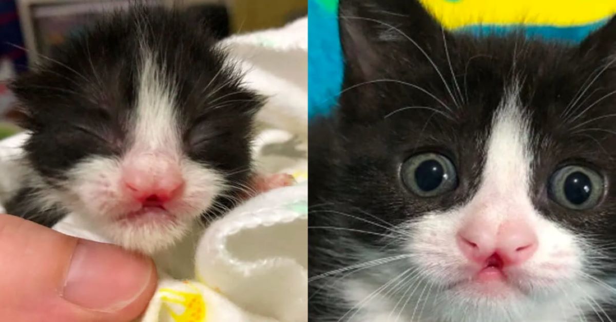 gattino-bianco-e-nero-con-labbro-leporino
