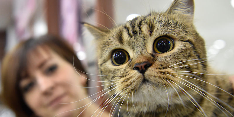 Primo piano di un gatto tigrato