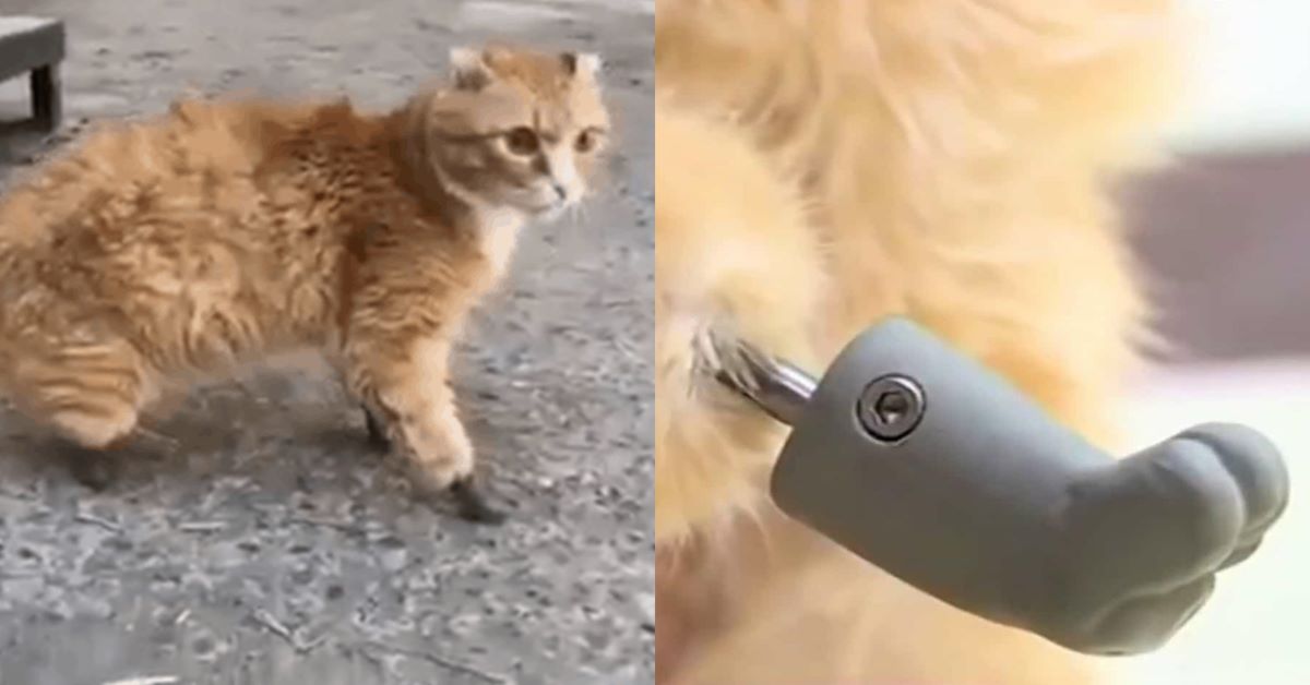 Ryzhik: il primo gatto al mondo con quattro arti bionici
