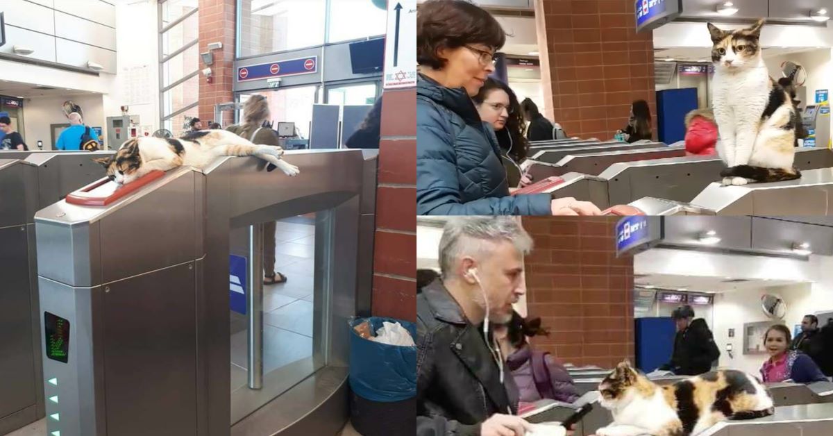 Shawarma: la gatta che ogni giorno accoglie i pendolari della stazione