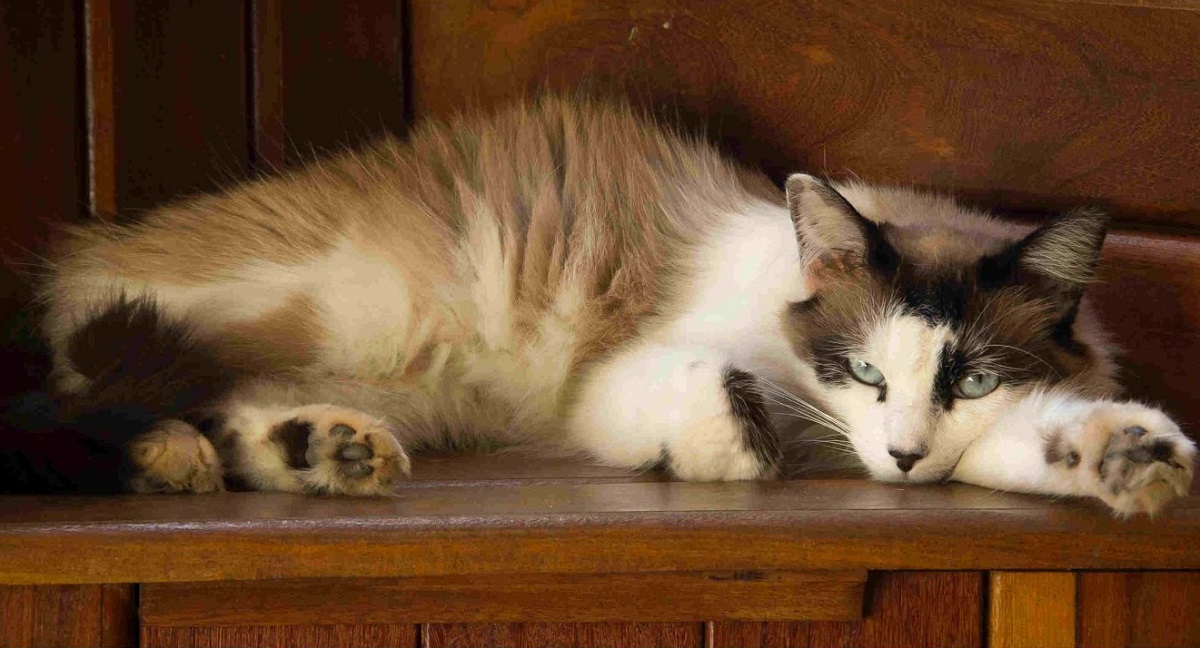 gatto sdraiato su mobile di legno