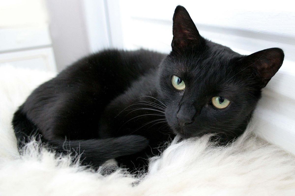 gatto nero su tappeto bianco