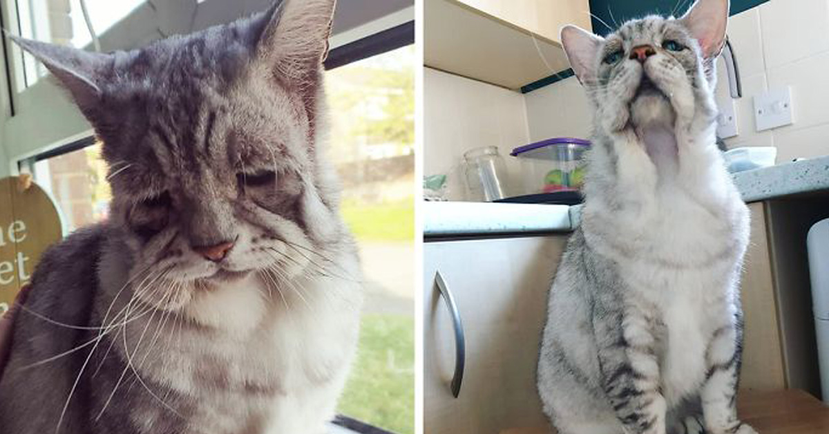 Toby, il gatto con la Sindrome di Ehlers – Danlos che è finalmente felice
