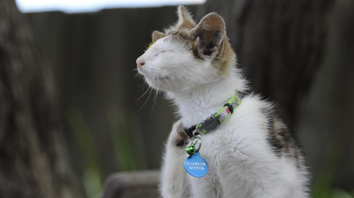 Un gatto con quattro orecchie