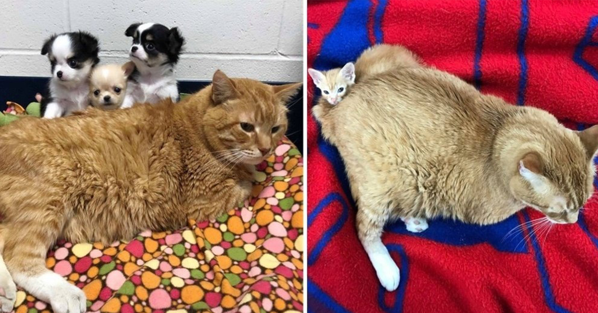 Walter, il gatto randagio che oggi fa l’infermiere