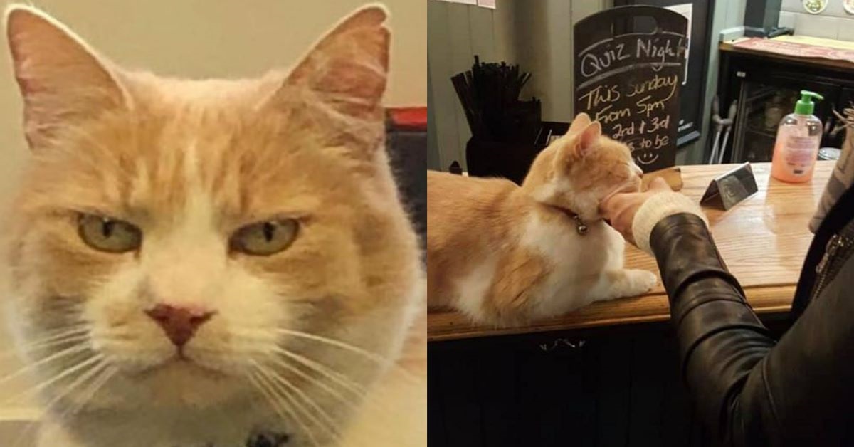 Wilbur: il gatto che compie dieci anni e un intero villaggio inglese organizza una festa