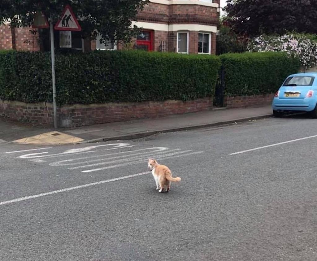 gatto-che-cammina-per-strada