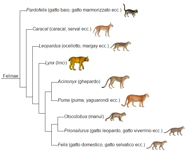 albero genetico felinae