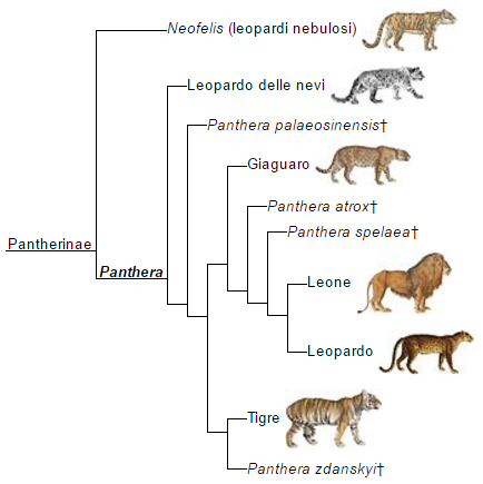 albero genetico pantherinae