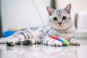 American Shorthair, il carattere unico di questa razza di gatto