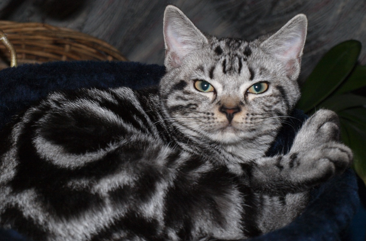 american shorthair su lettino