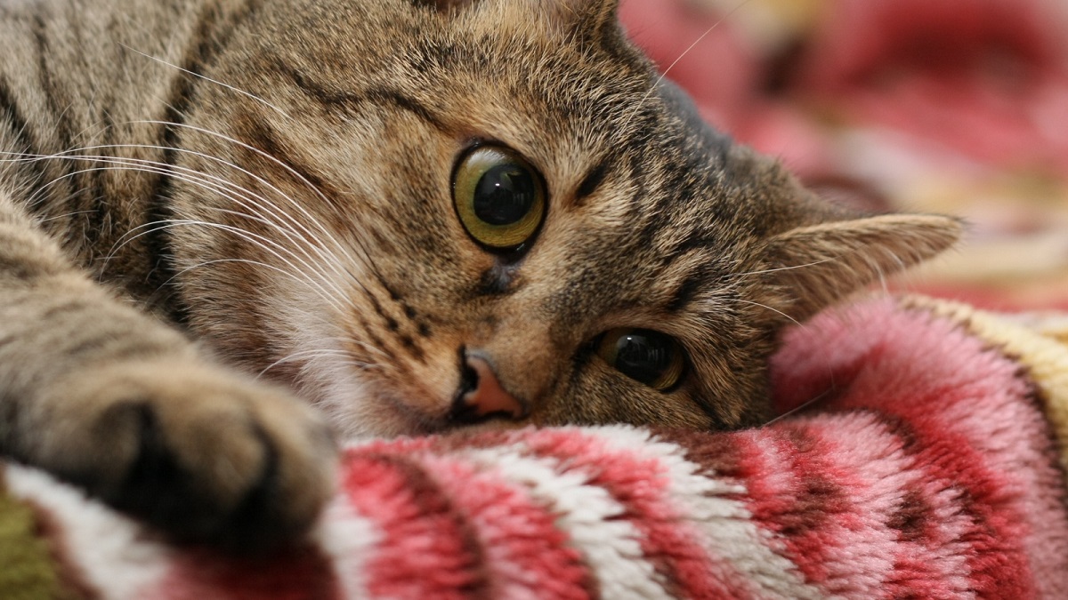 american shorthair primo piano