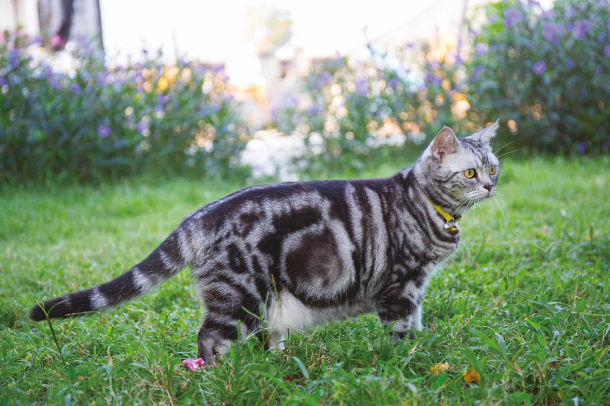 american shorthair su un prato