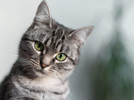 American Shorthair foto