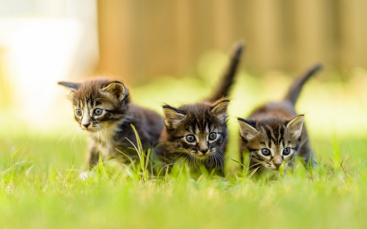 tre gattini american shorthair