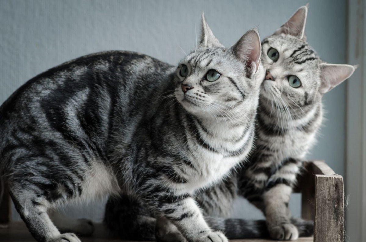 coccole tra american shorthair