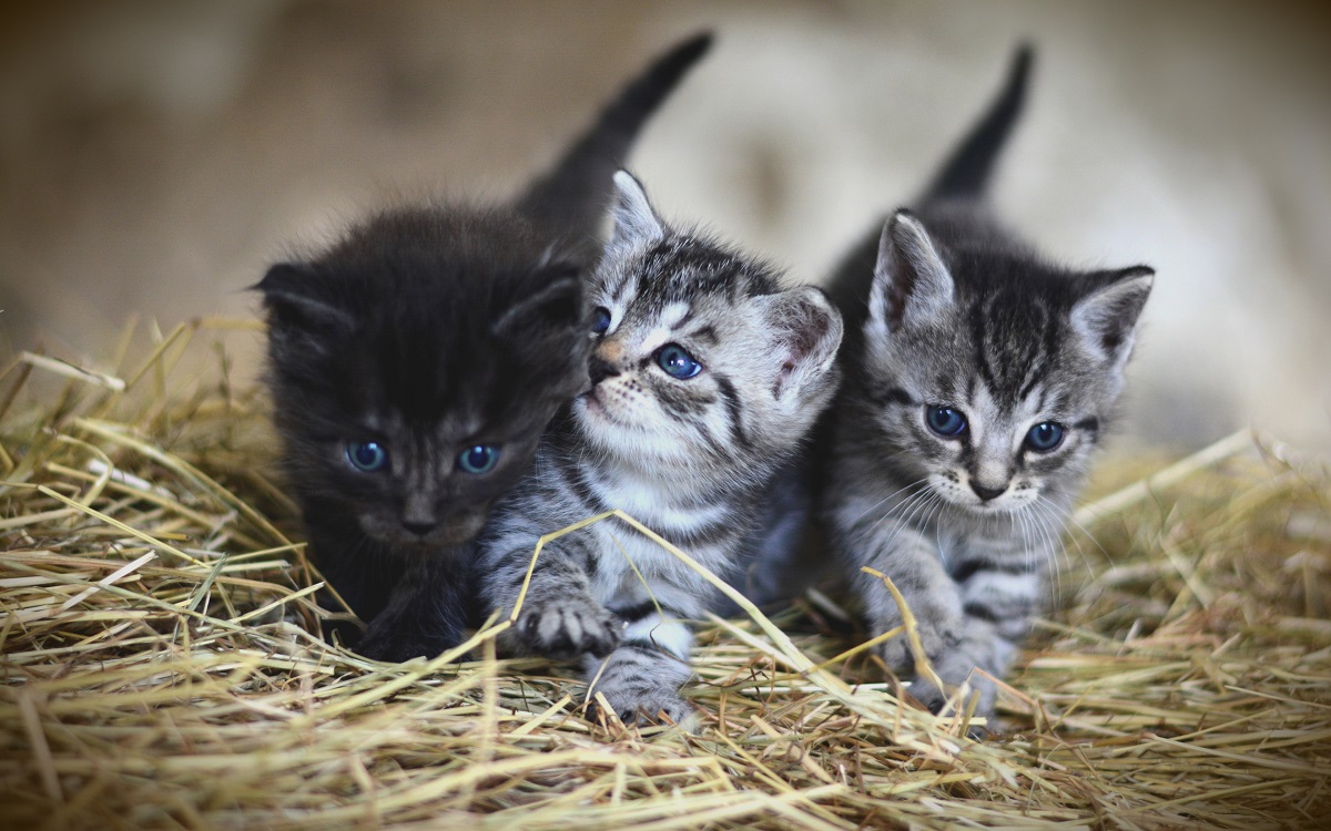 tre cuccioli di american shorthair