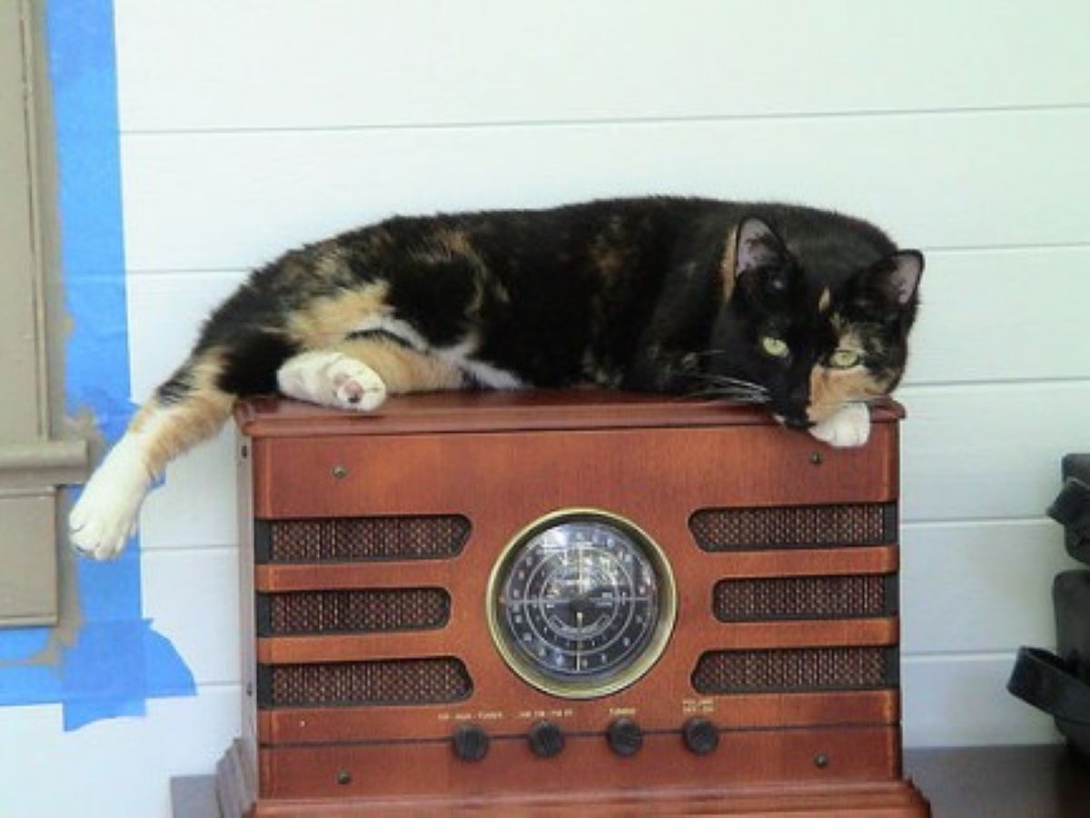 gatto-su-radio