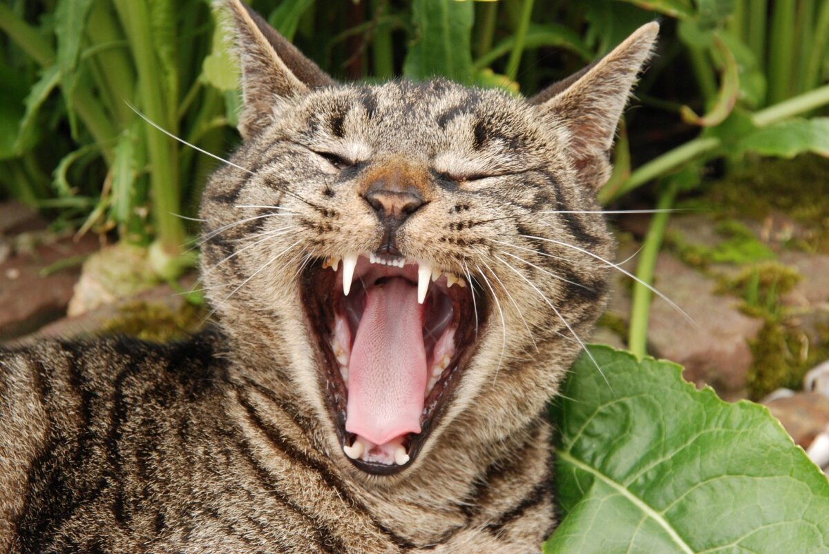 Perché i gatti perdono i denti? Cause e prevenzione