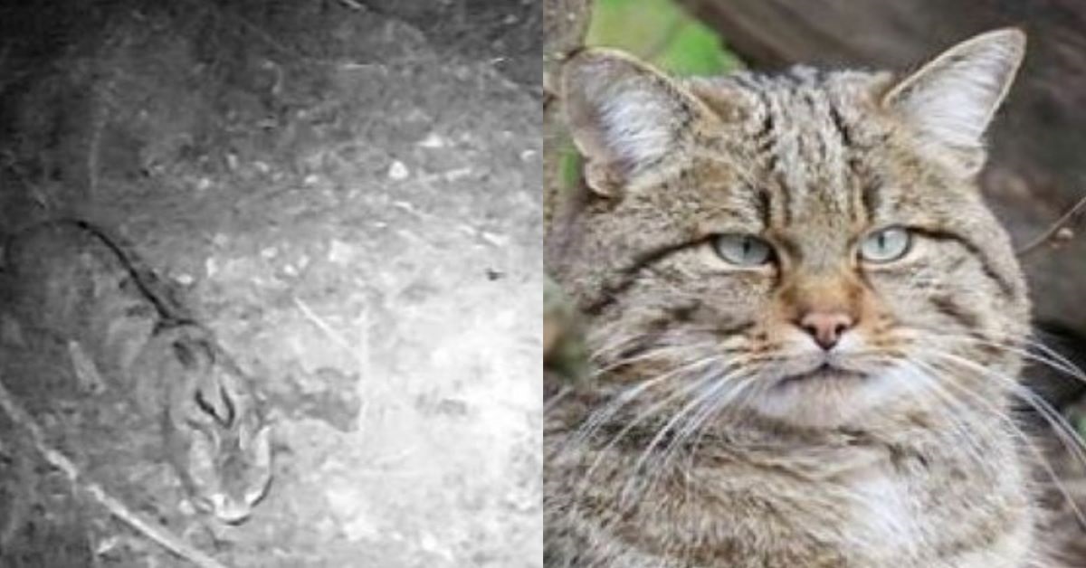 Appennino bolognese: avvistato un raro gatto selvatico