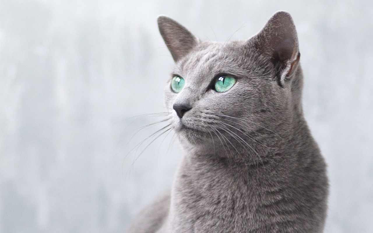 gatto con gli occhi verdi