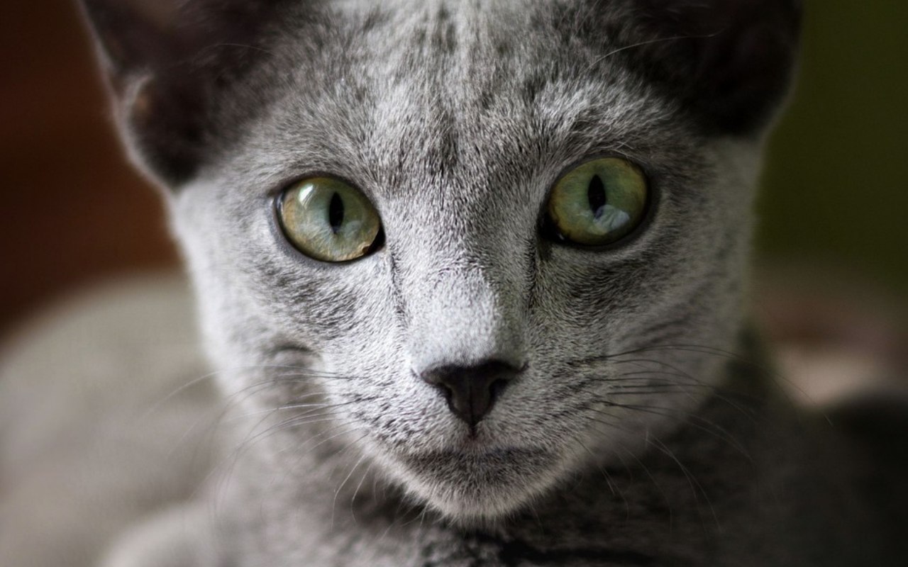 gattino col pelo grigio