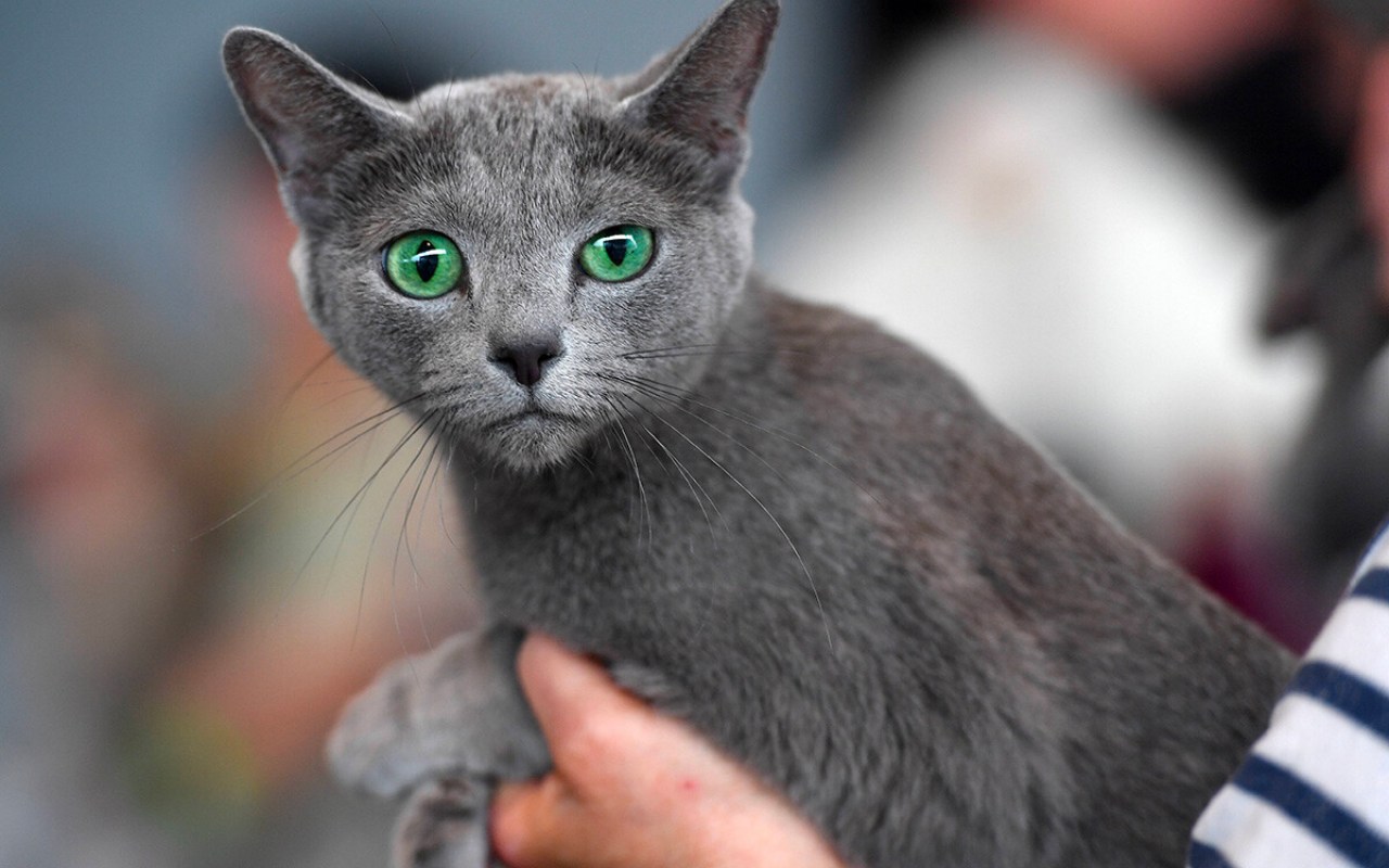 gatto in braccio a una donna