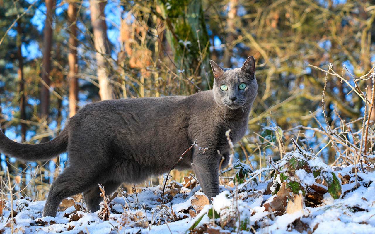 gatto sulla neve