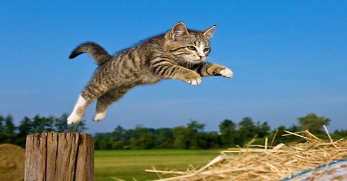 Borsa Primordiale Nel Gatto Che Cos E Il Mio Gatto E Leggenda