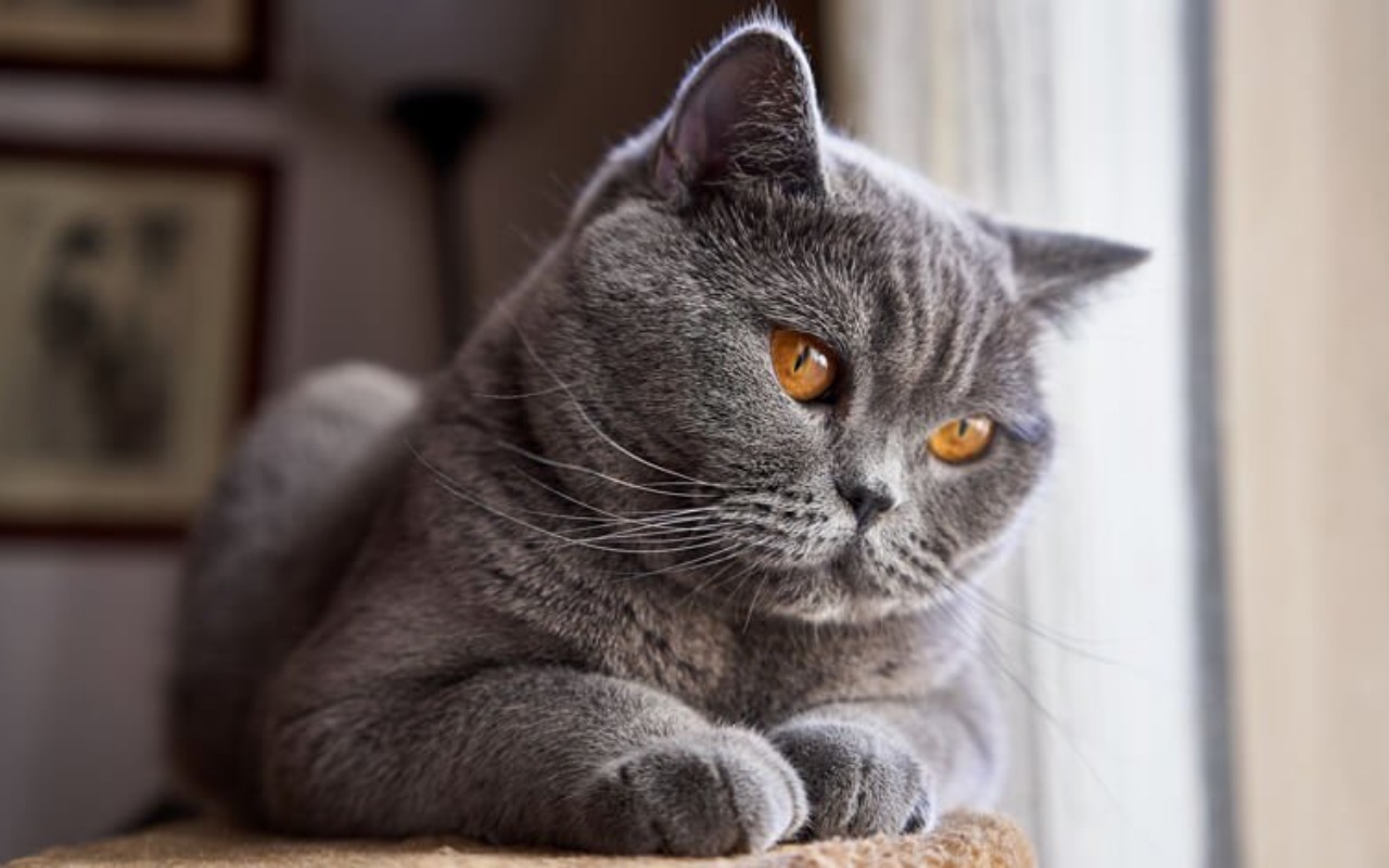 gatto che guarda fuori dalla finestra