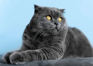 British Shorthair, carattere e temperamento: pregi e difetti di questo gatto