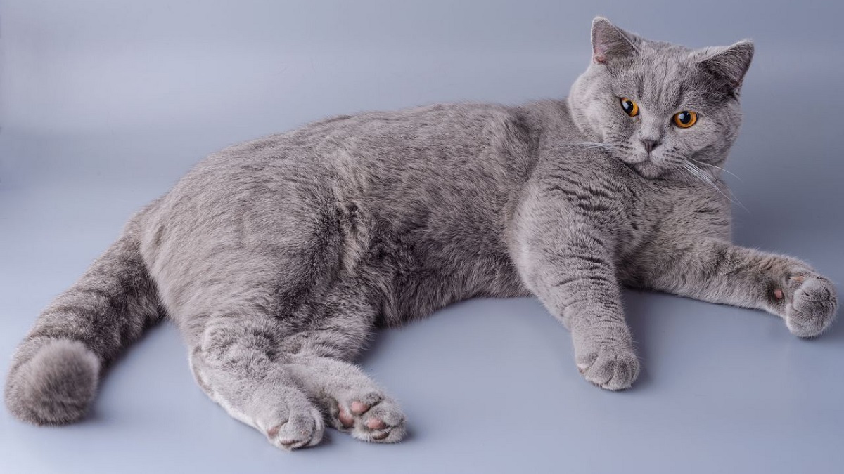 british shorthair grigio