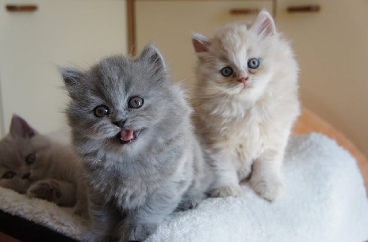 cuccioli di british longhair