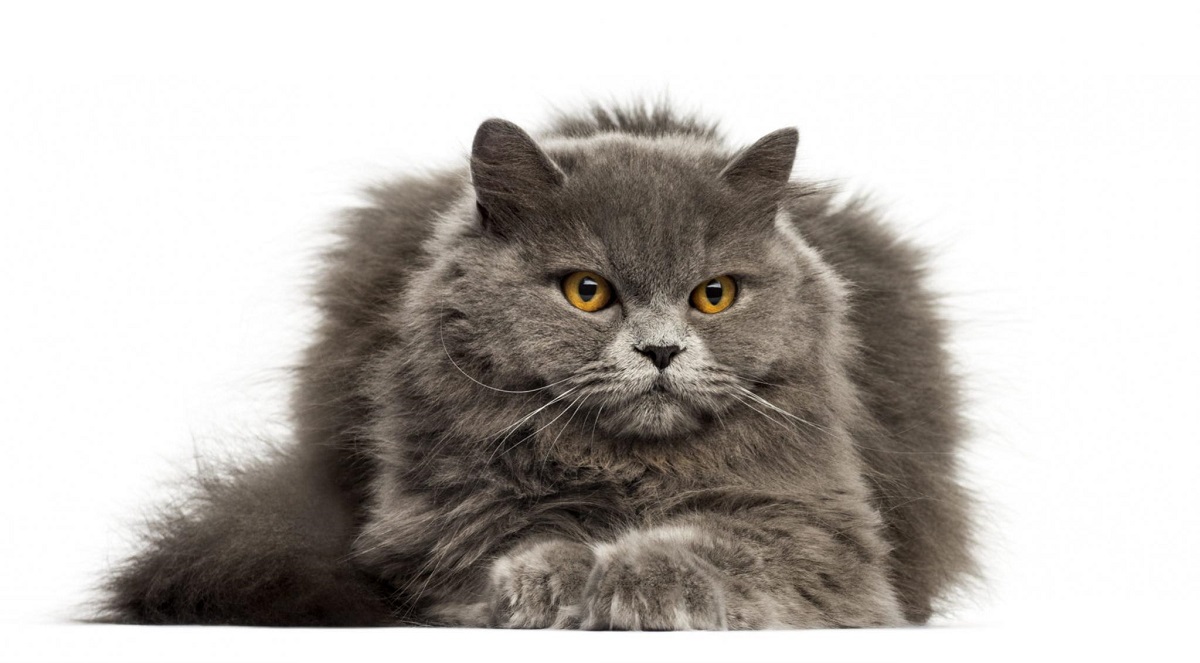 British Shorthair o Longhair: le differenze