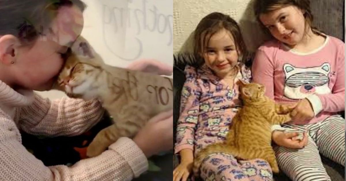 Butterscotch, la gattina amante delle coccole che ha scelto la sua famiglia