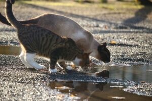 Quale acqua far bere al gatto