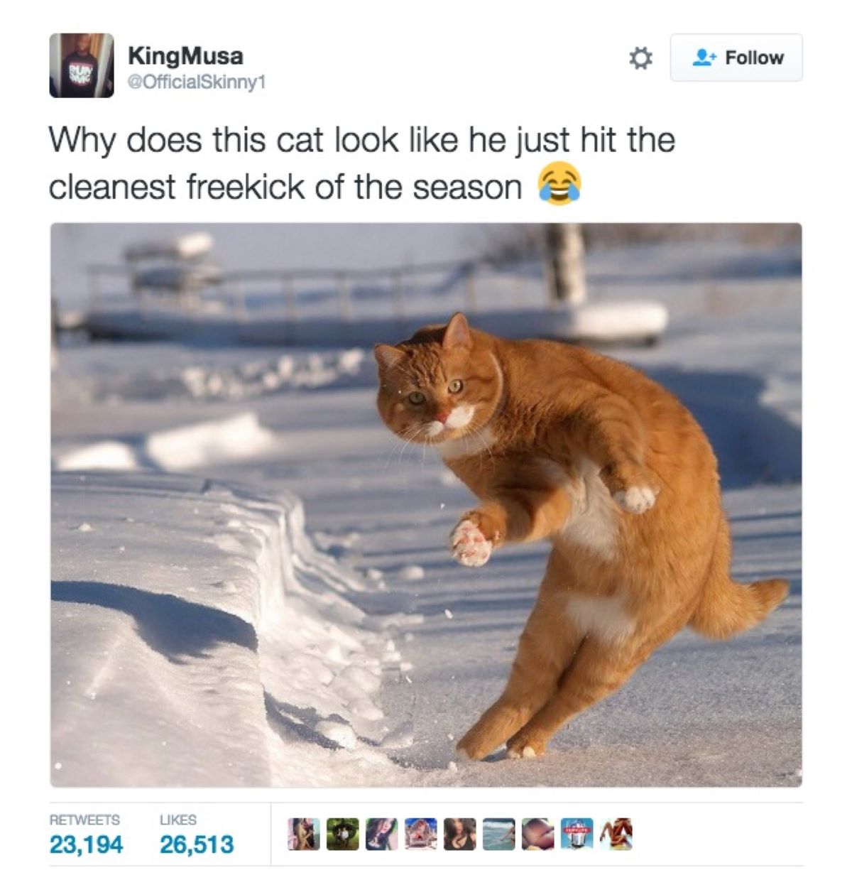 post-con-gatto-su-neve