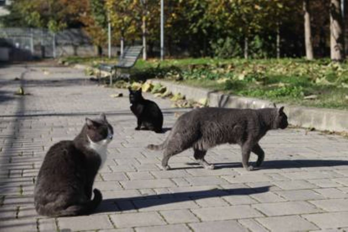 gatti-che-gironzolano-in-strada