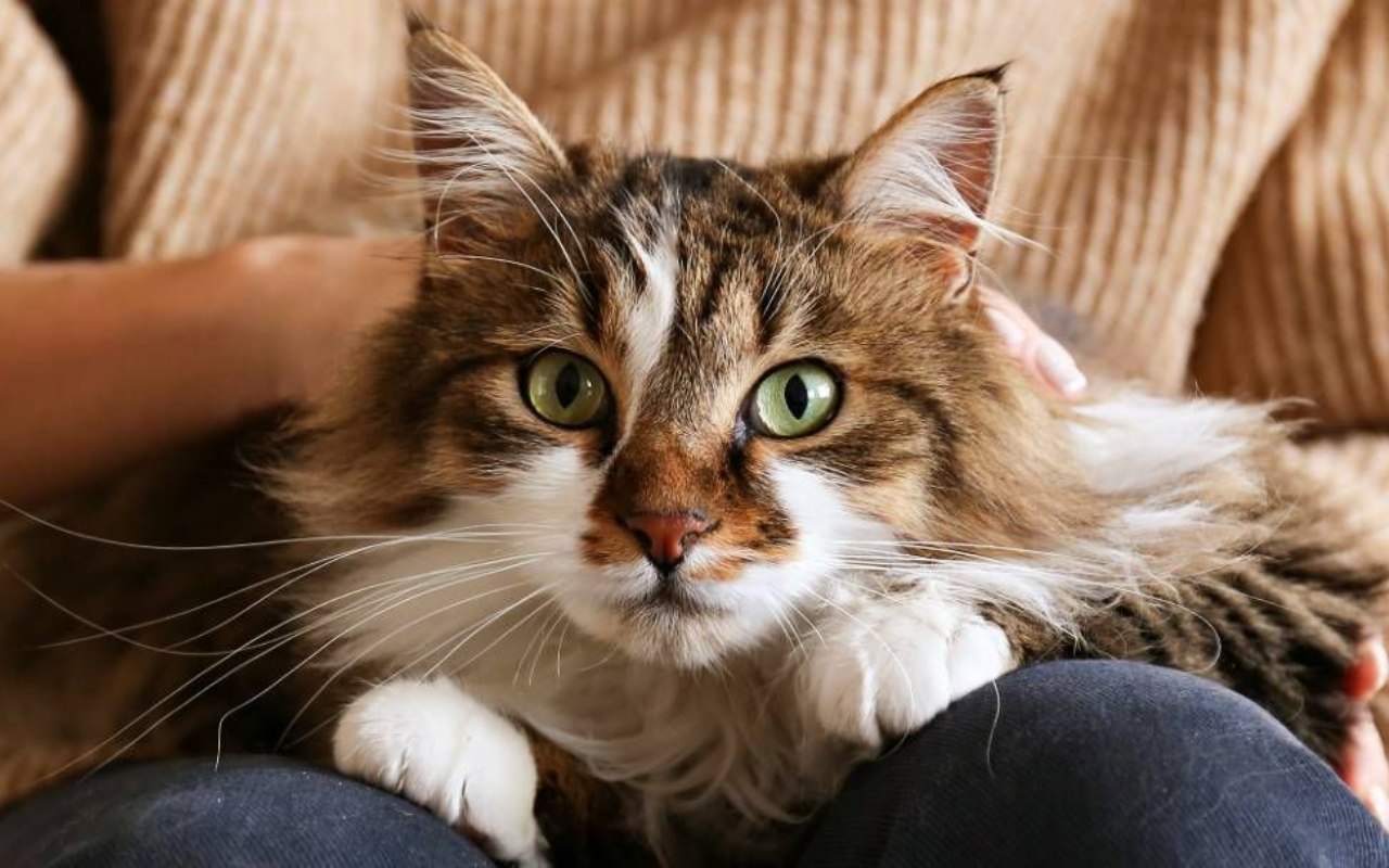 gatto in braccio a una donna