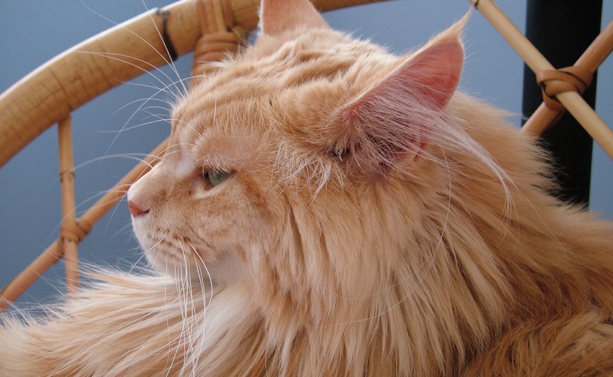 maine coon arancione