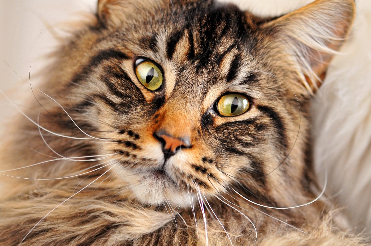 primo piano maine coon