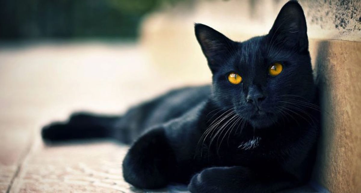gatto-nero-con-sguardo-intenso