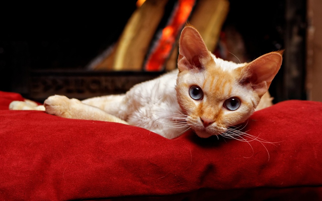 gatto nella sua cuccia