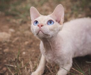 Devon Rex, carattere e comportamento: tutto su questa particolare razza felina